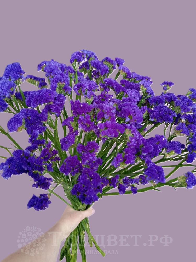 Статица