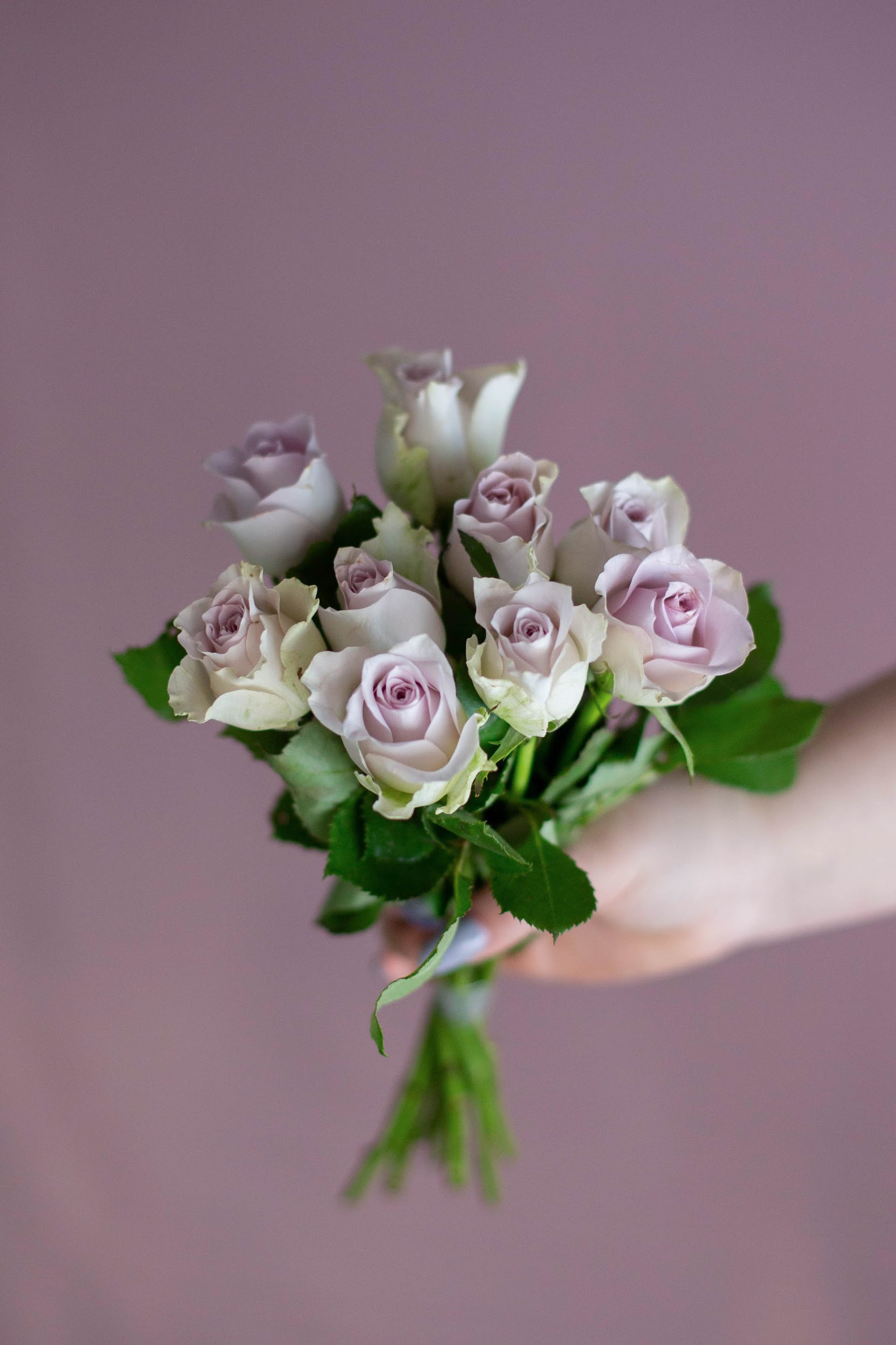  Роза Кения микс