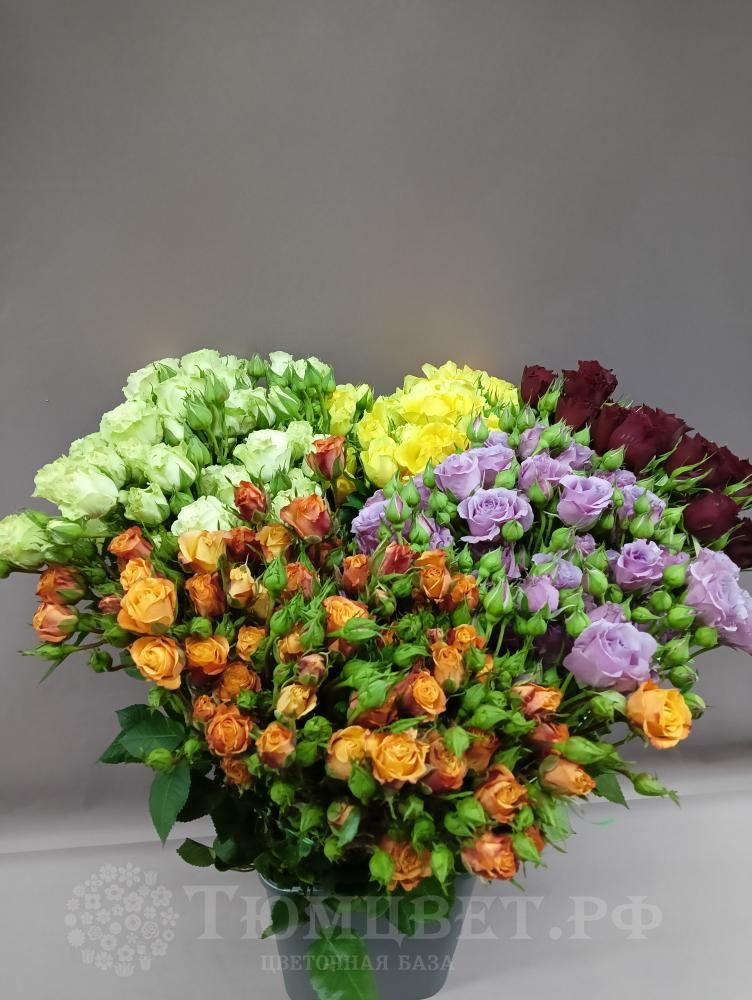  Роза кустовая микс 70 см